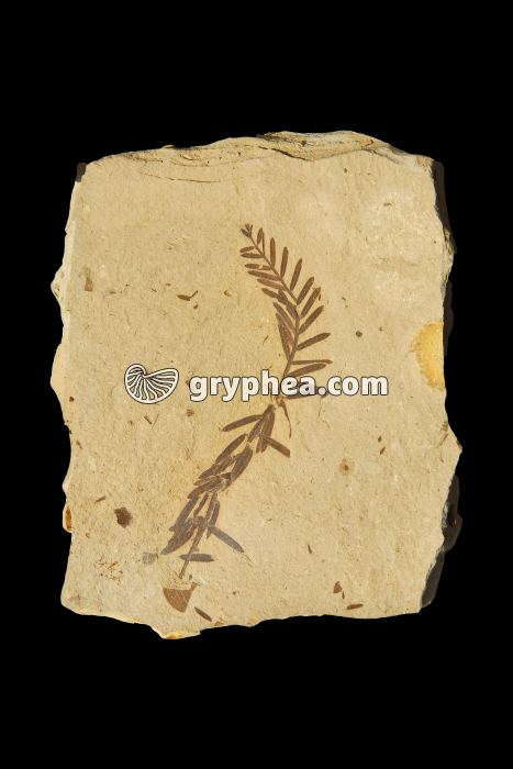 Metasequoia - rameau (Oligocène, Montana USA) - gryphea.org